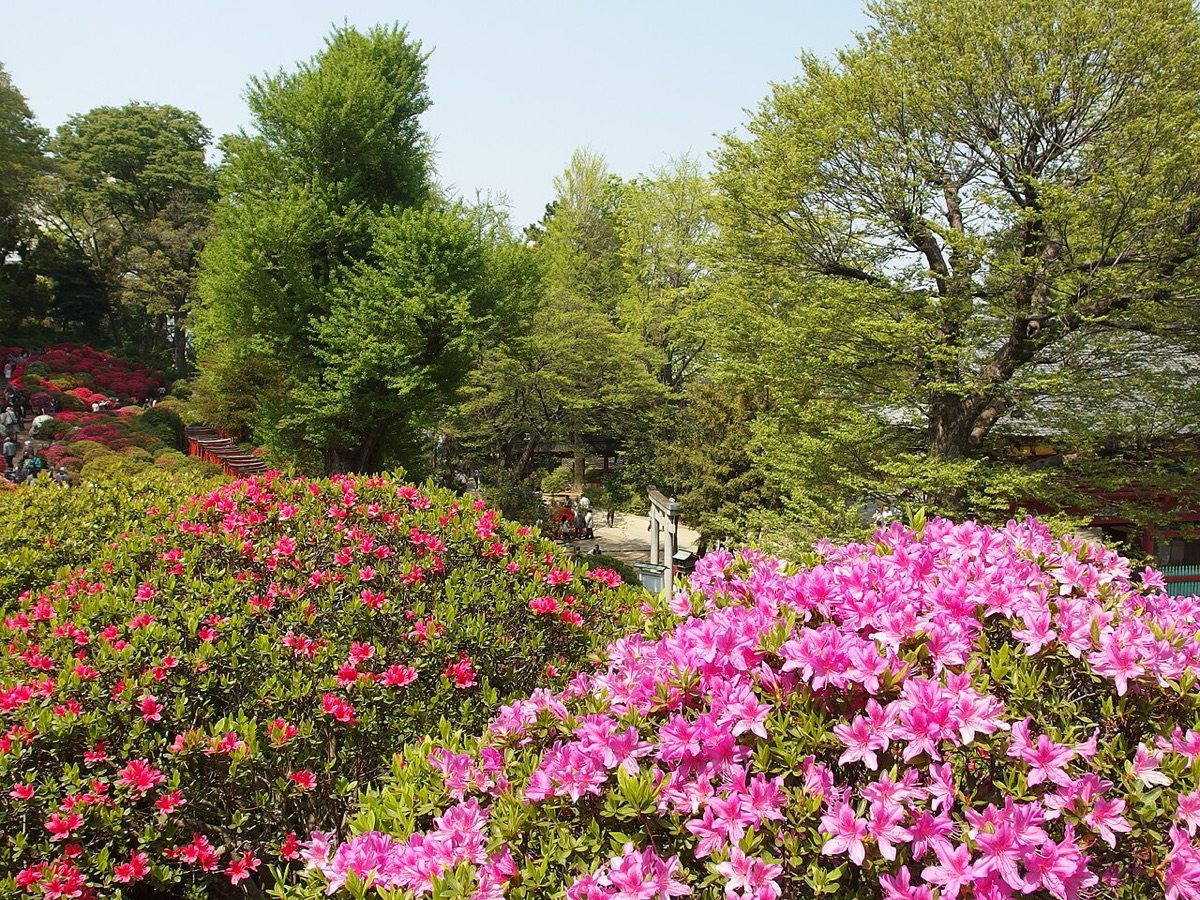 Bunkyo Azalea Festival (Nezu Shrine)