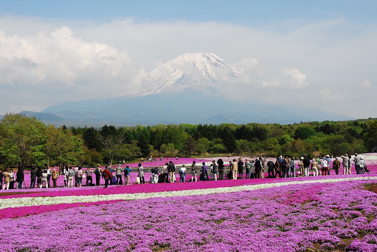Fuji Shibazakura Festival