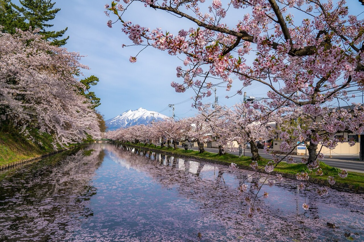 Hirosaki Cherry Blossom Festival