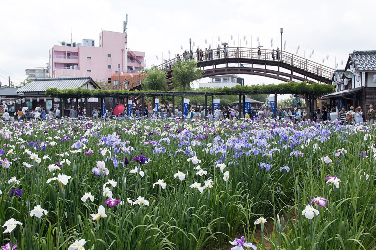 Suigo Itako Iris Festival