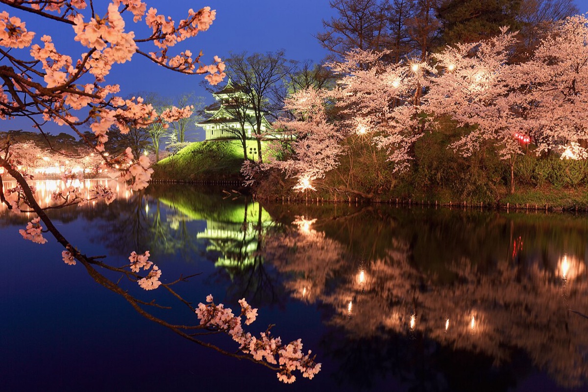 Takada Castle Site Park Cherry Blossom Festival