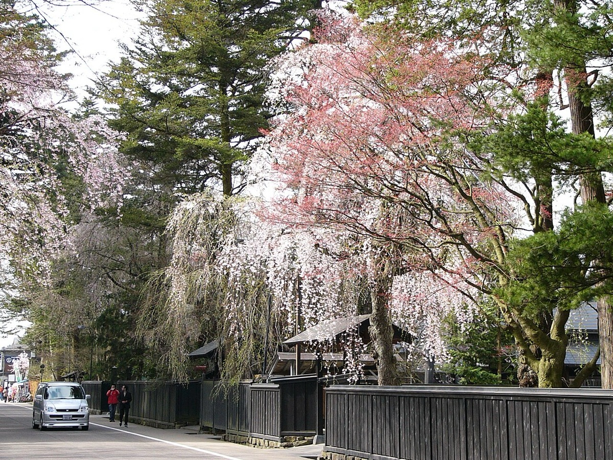 角館の桜まつり