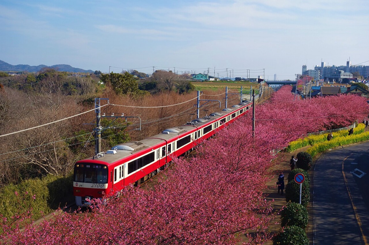 三浦海岸桜まつり