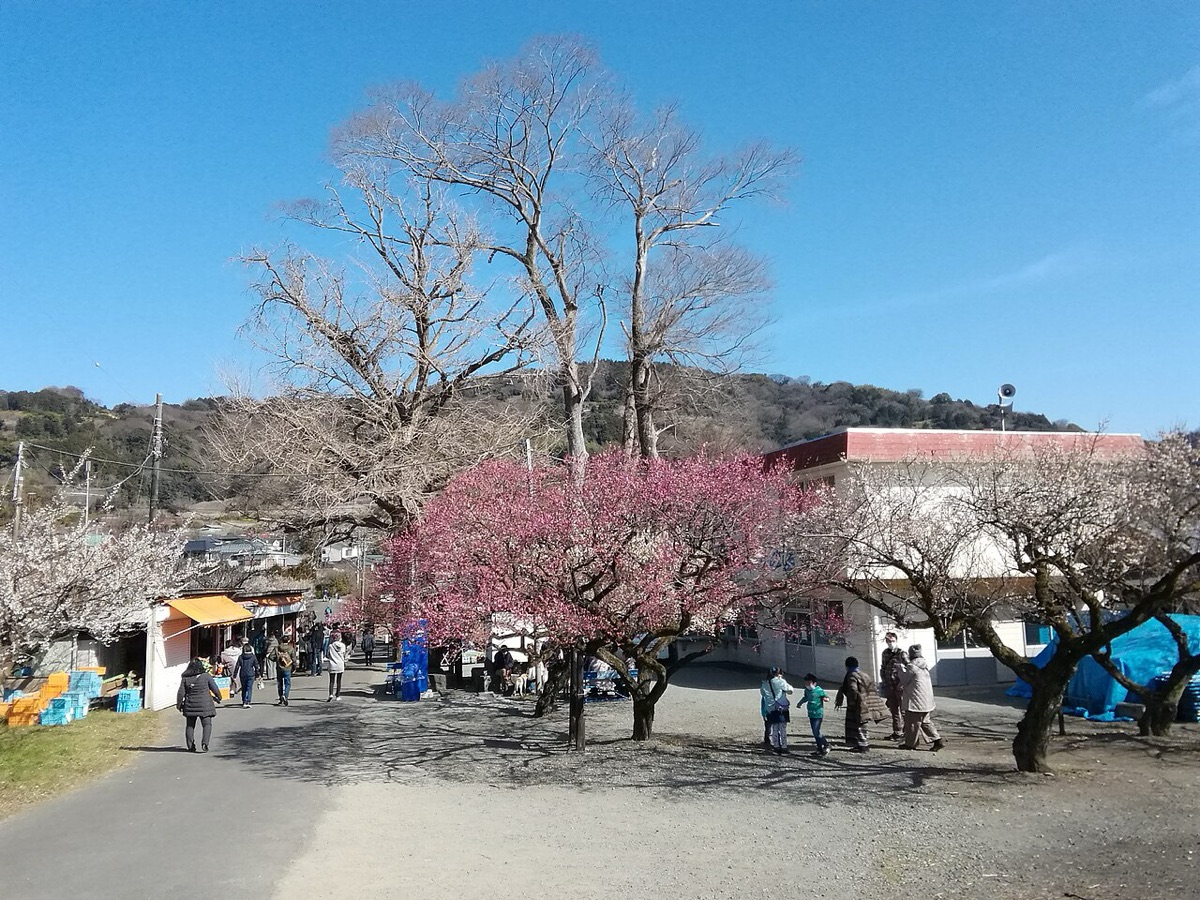 小田原梅まつり（曽我梅林）