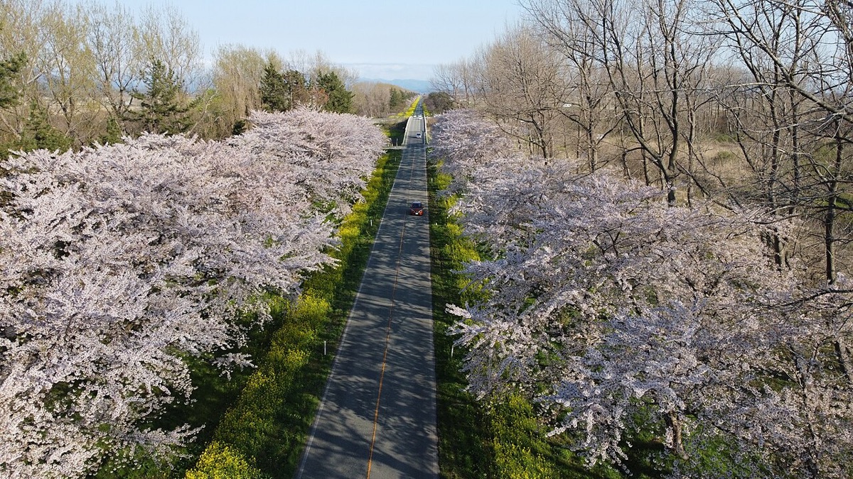 Ogata Cherry Blossom and Rapeseed Flower Festival