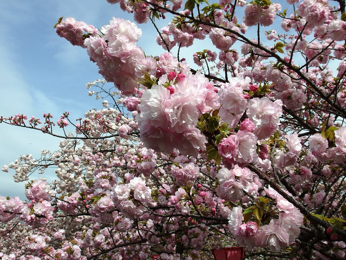 Japan Mint Cherry Blossom Walk (Sakura no Torinuke)