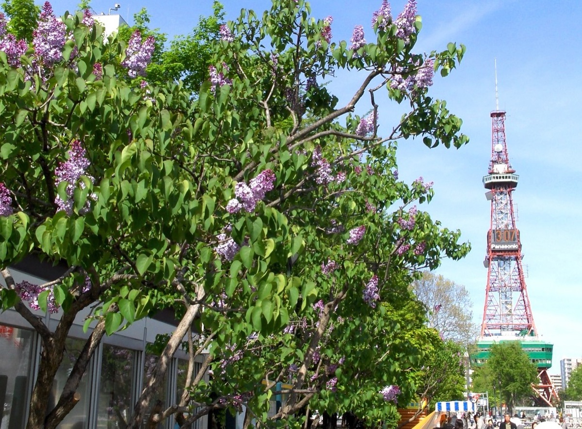 Sapporo Lilac Festival