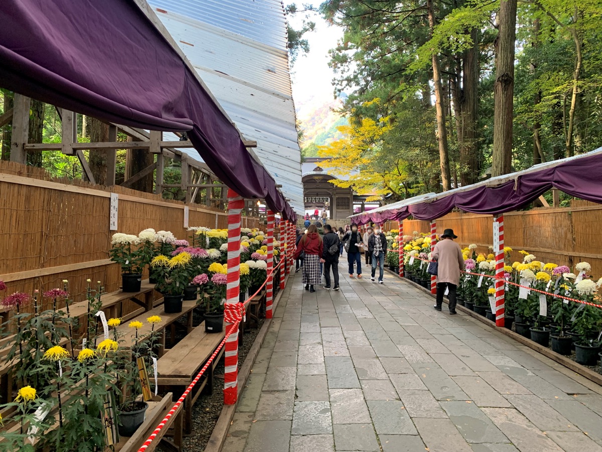 Yahiko Chrysanthemum Festival